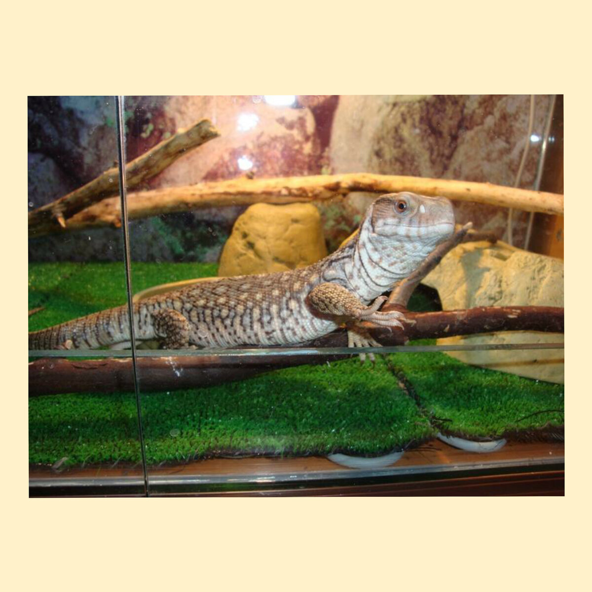 Террариум обязательно купить. 