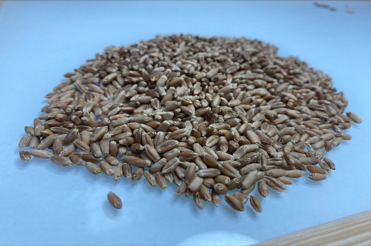    Экспорт зерна из Курской области вырос более чем в два раза