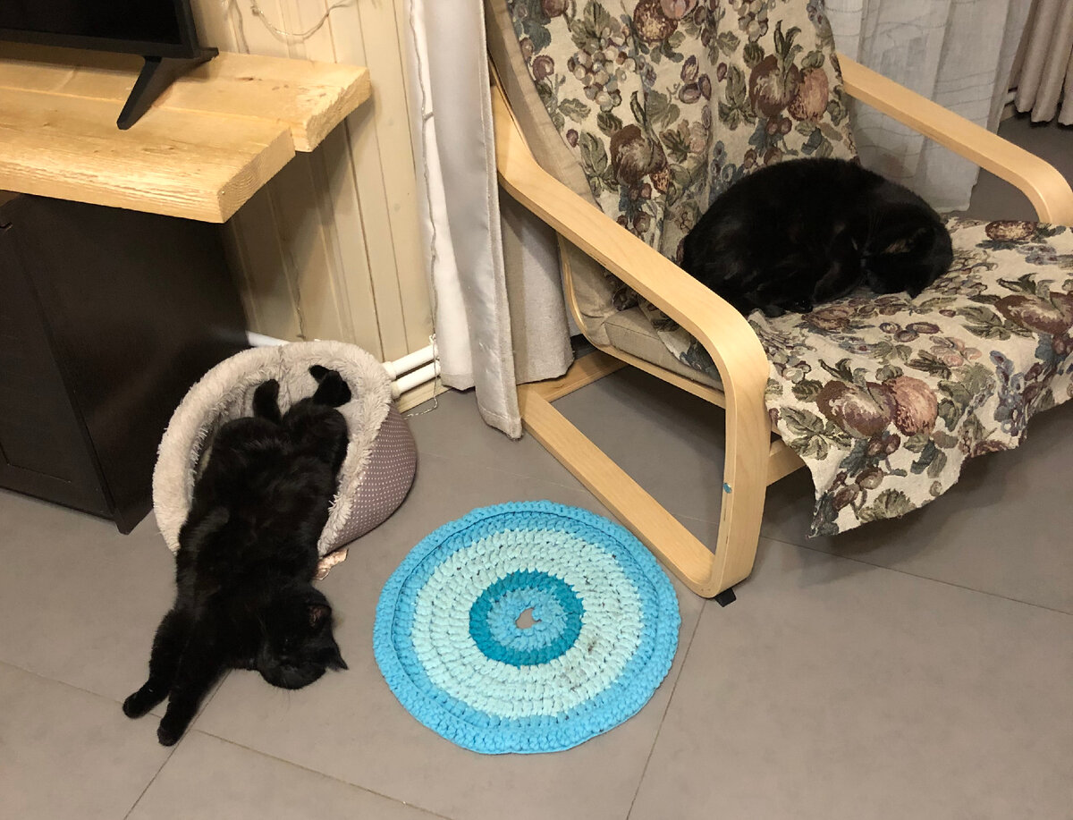 Ночка и Черныш спят в уютных местах. Фото автора статьи.