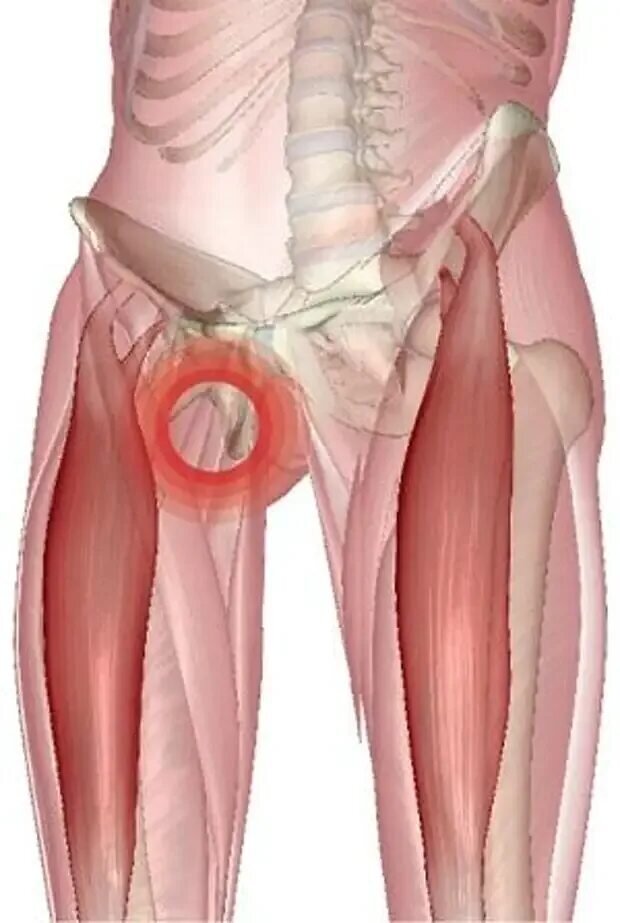 Biceps femoris Caput breve