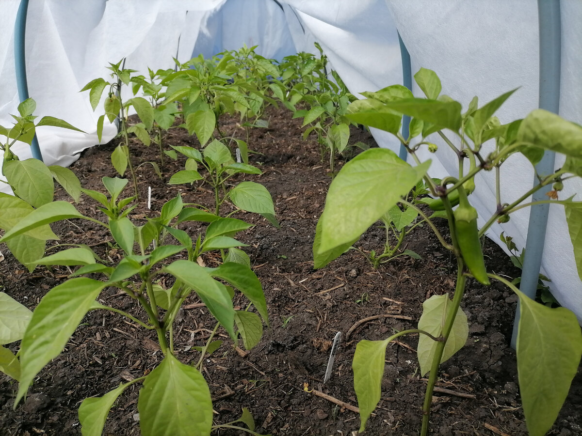 перец суперчили f1 острый. перец декоративный красная ракета семена алтая. выращивание горьких перцев. комнатный перец дракоша. перец горький на грядке.