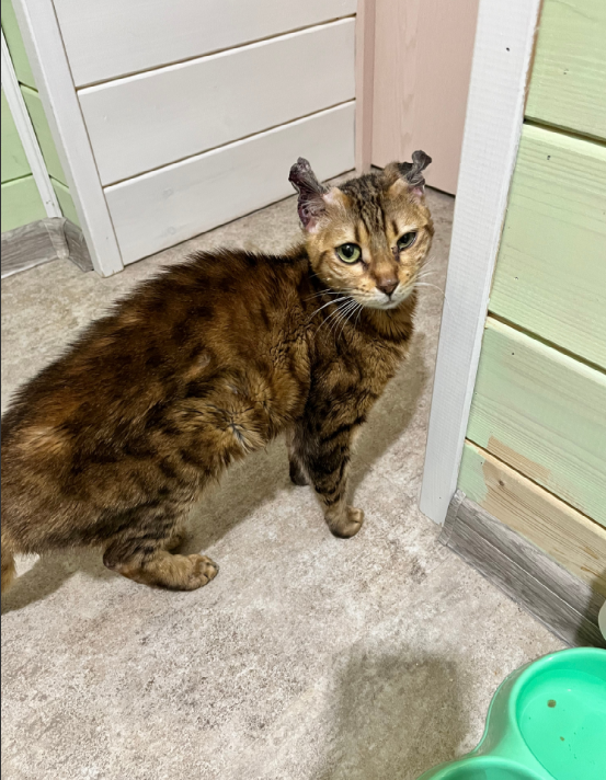 Еда для котят. Можно ли котятам макароны. Кошка ест макароны. Кот и макароны. Можно ли котятам макароны.