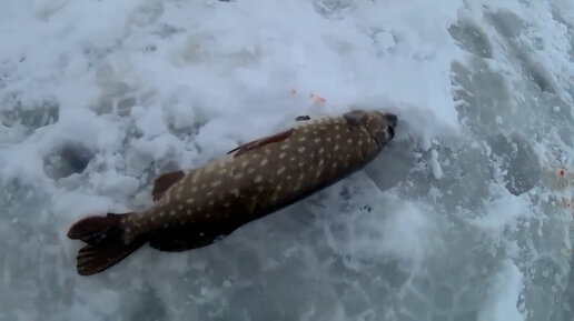 Зимние щуки на жерлицы. Обзор наших прежних рыбалок. Дайджест.//Volga fishing pike