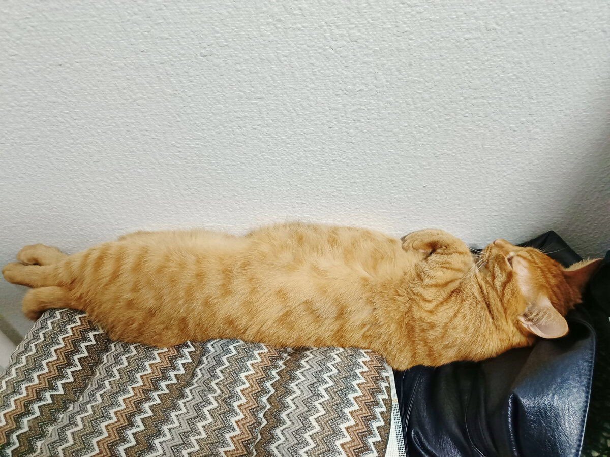 Феня зайчик на спине