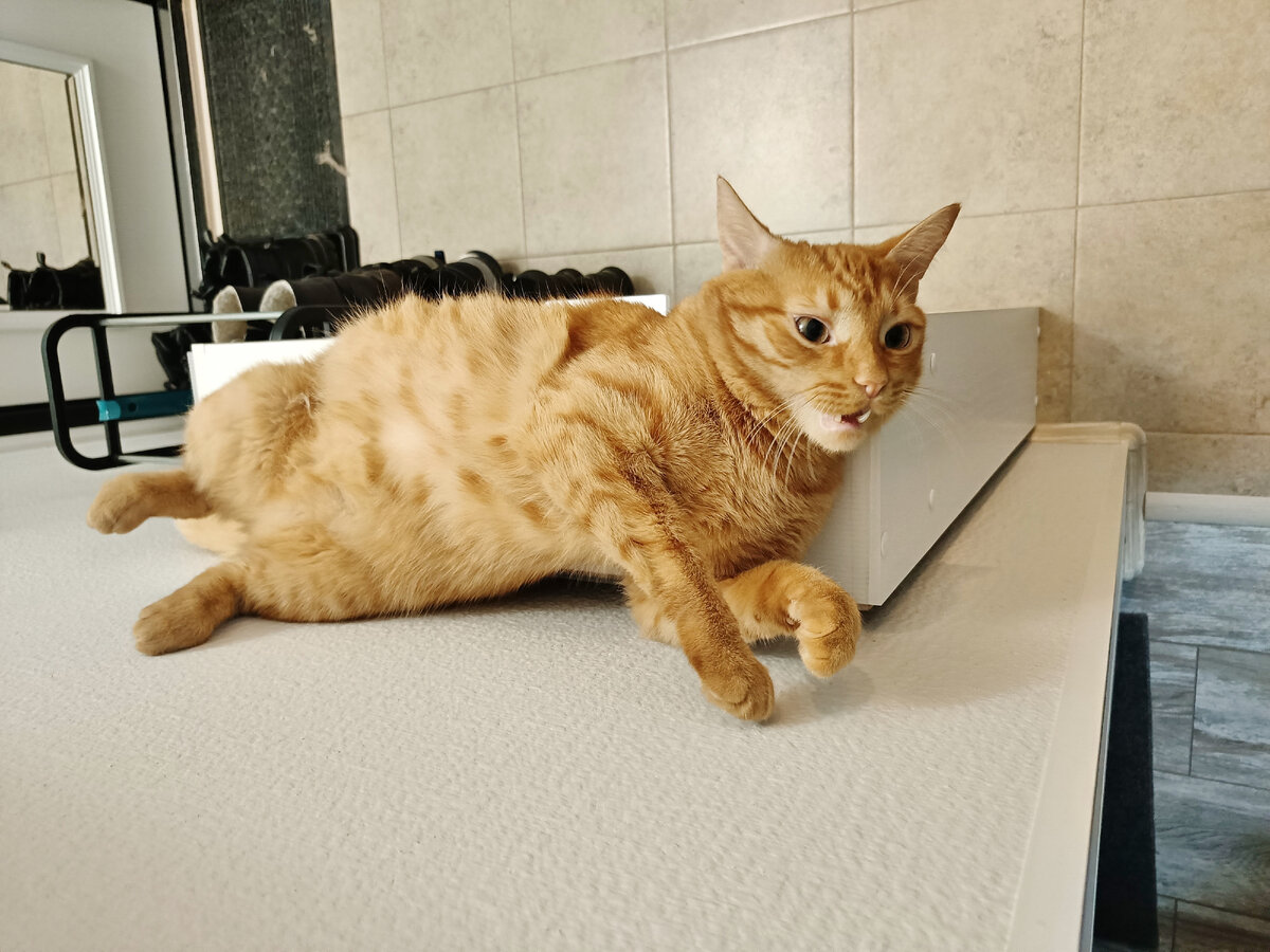 Забавные зверьки. Красивые и смешные щенки. Забавные и очень милые. Смешные зайчики. Милые ежики.