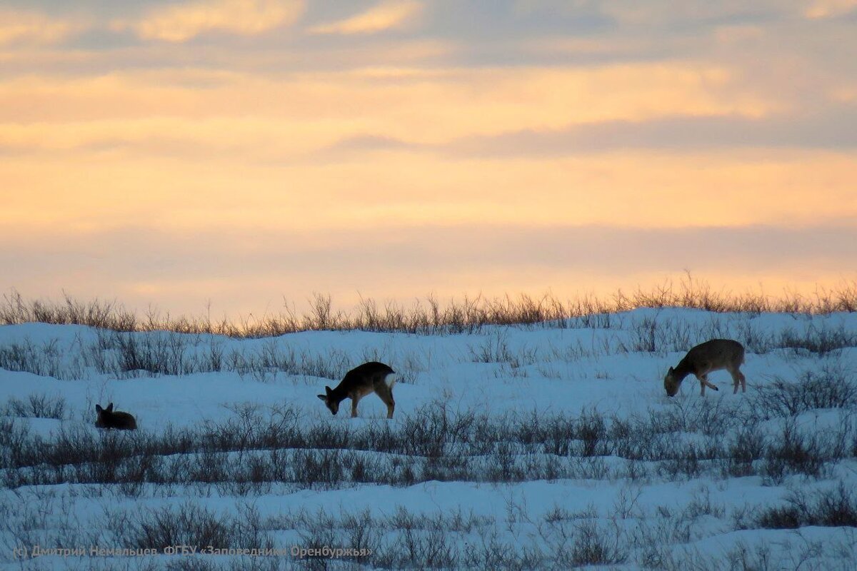    Почему зимой косули в Оренбургском заповеднике ведут себя как домашние овечки? Диана Александровна Бровкова