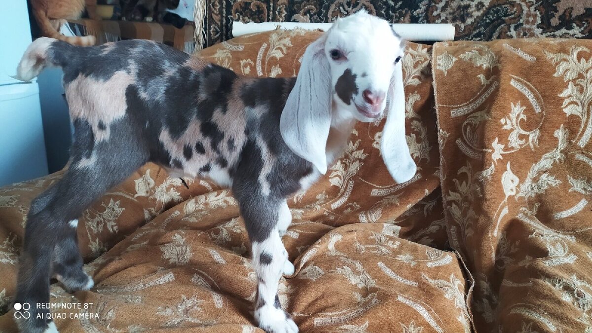 Милана. 5 поколение, полученное в моем хозяйстве.