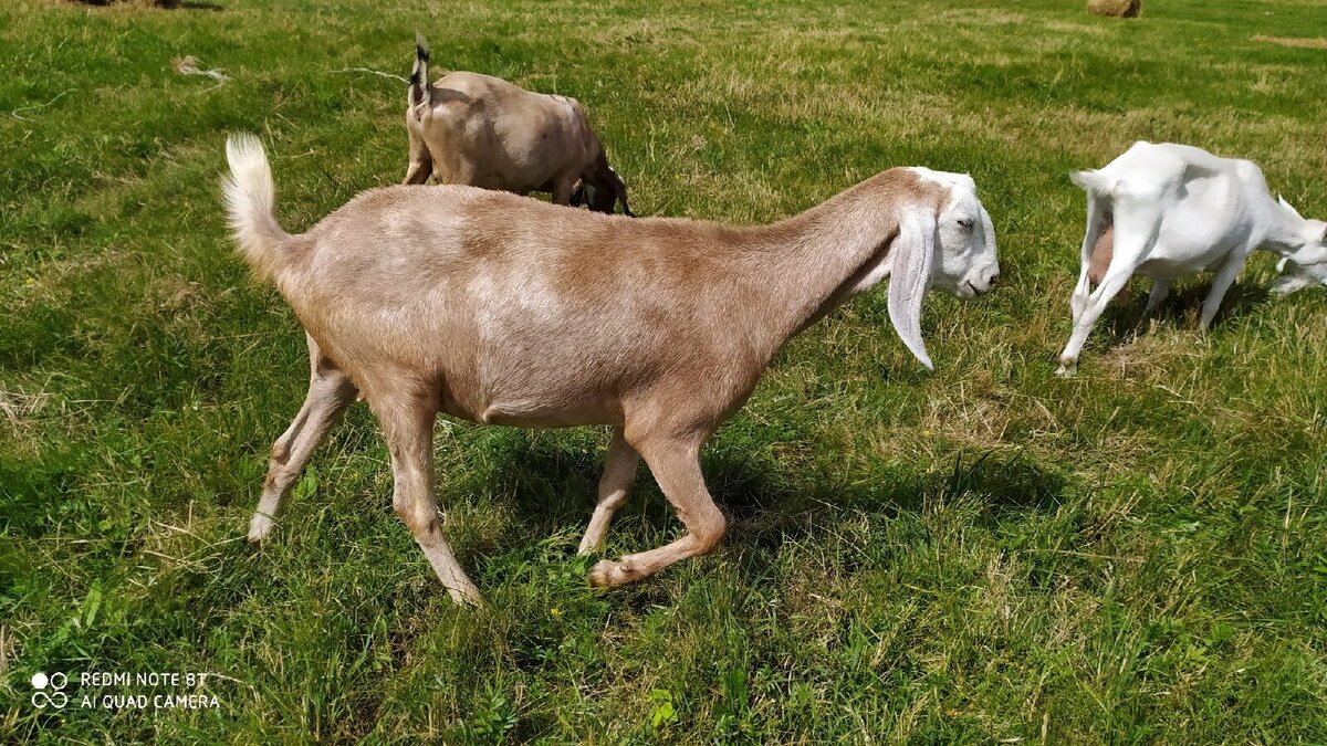 Есения, мама Миланы.