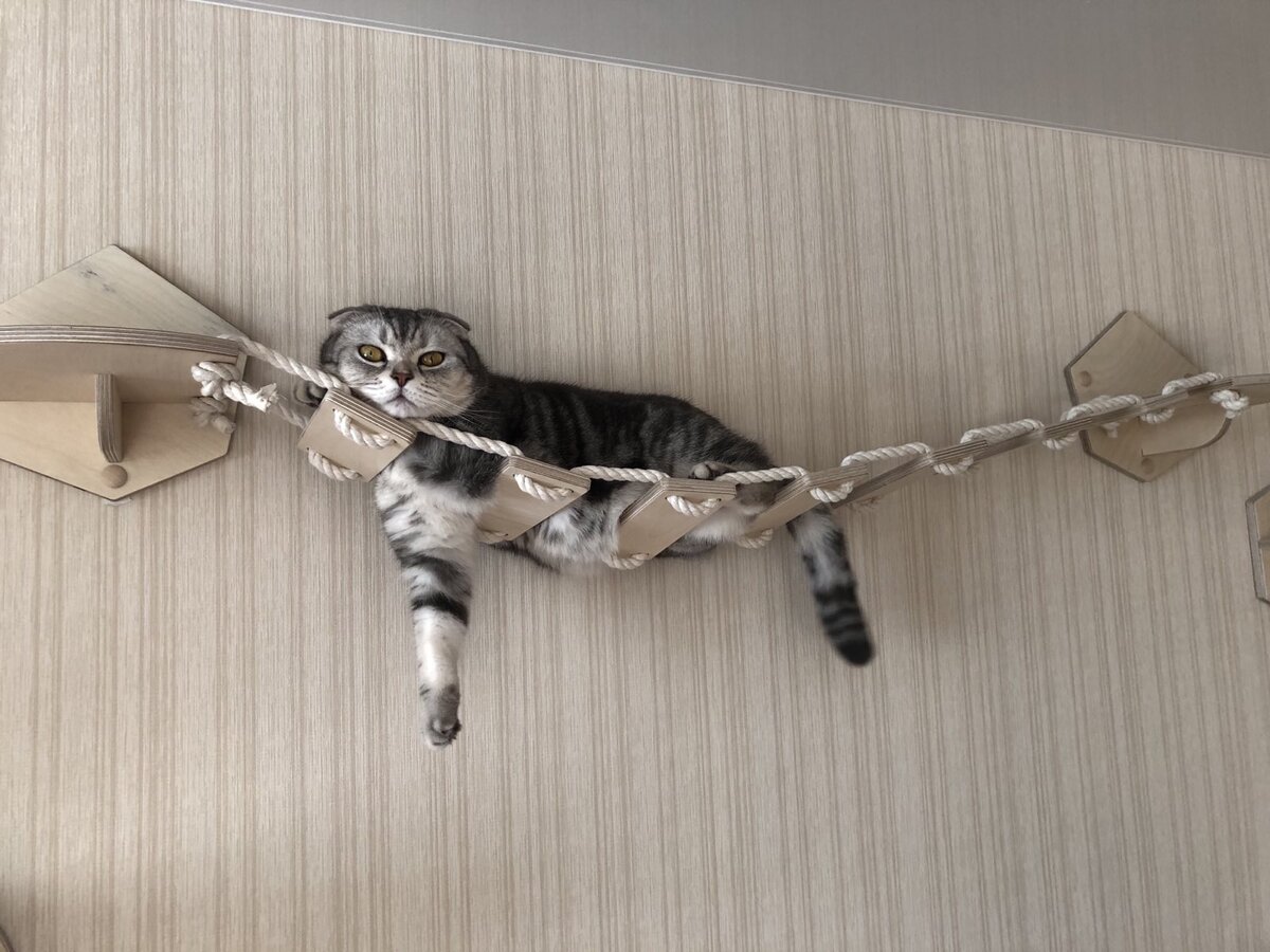 Мостик для кошек