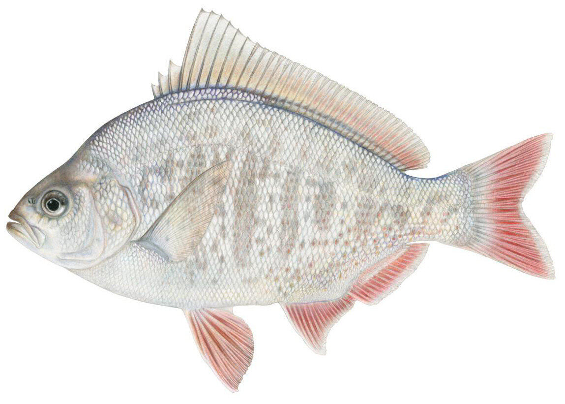Amphistichus rhodoterus