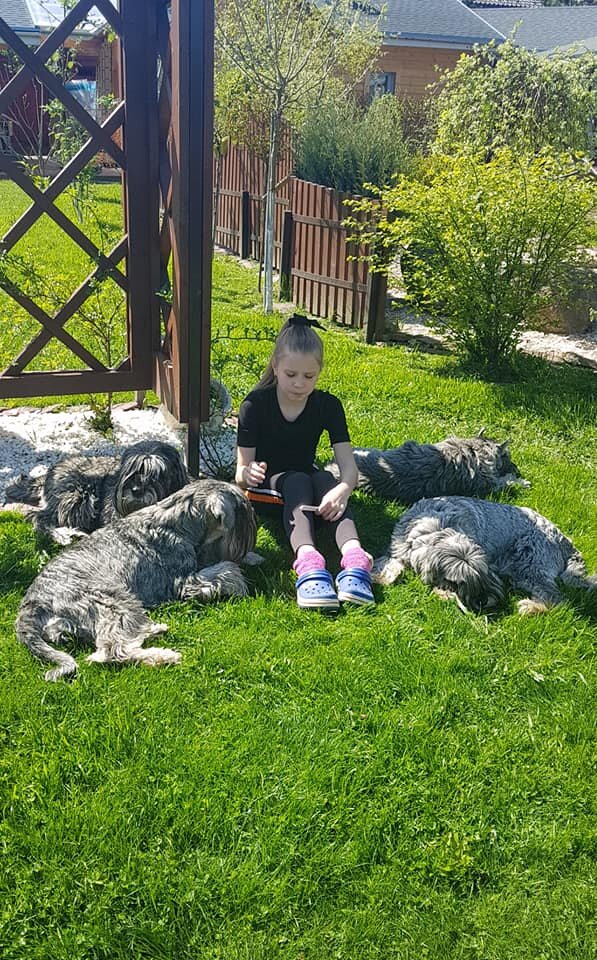 Шнауцер | ЗооАфиша | Дзен