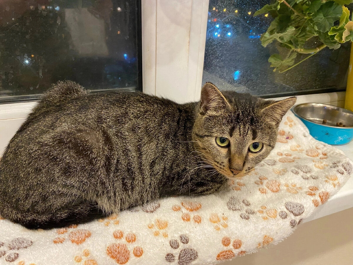 Гроза в городе тольятти. Молния в россии. Сейчас есть гром. Гроза в тюмени. Сейчас есть гром.