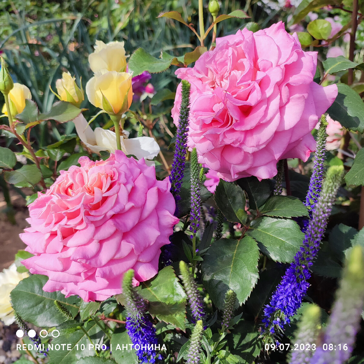 Эшли и вероника.