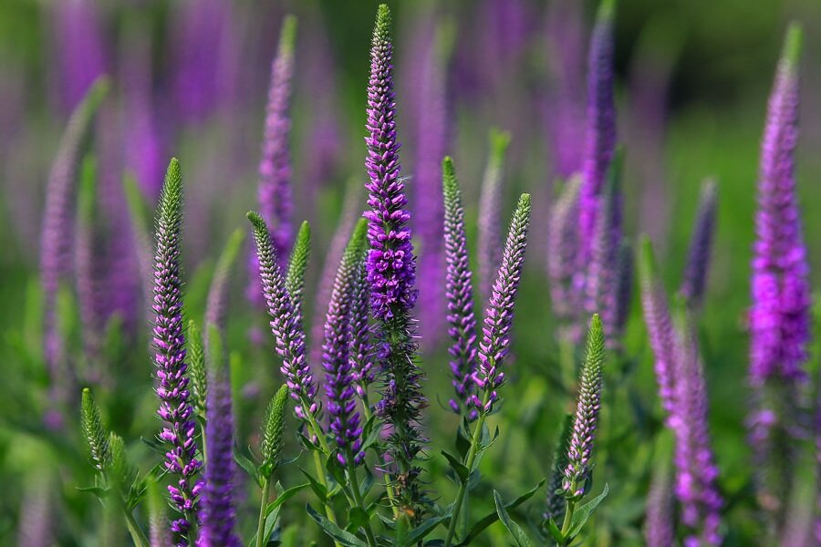 Фото из инета.