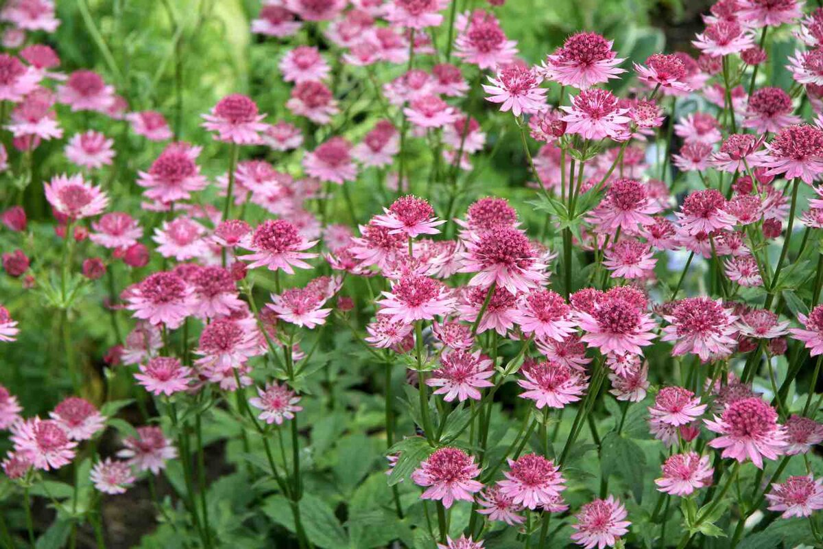 Астранция крупная (Astrantia Major). Astrantia Major `rosea`. Астранция ROMA. Астранция Кларет.