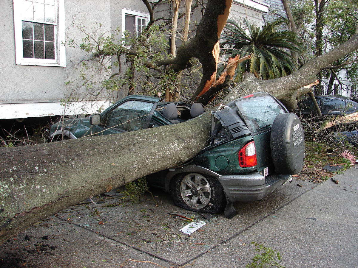 Какой машины падают. Упавшее дерево на машину. Дерево упало на автомобиль. Падение дерева на автомобиль. Дерево свалилось на авто.