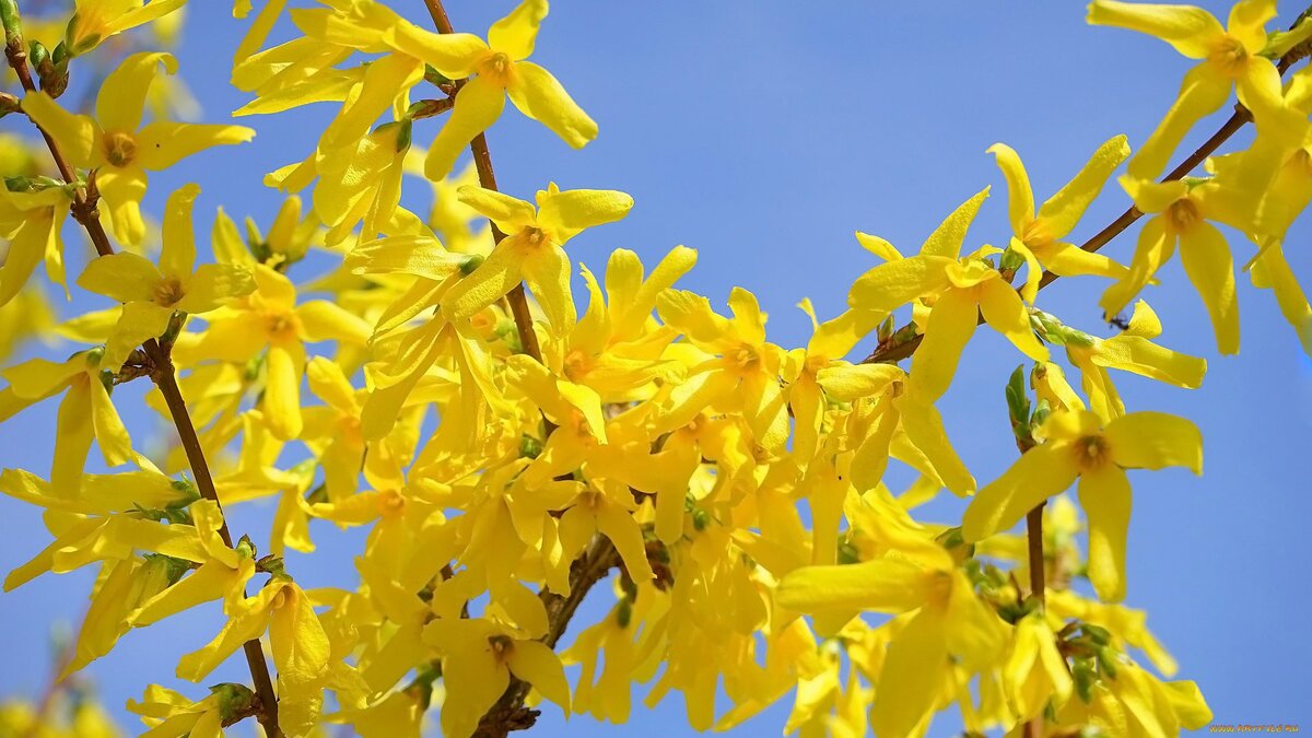 Форзиция промежуточная (Forsythia Intermedia Lynwood c2