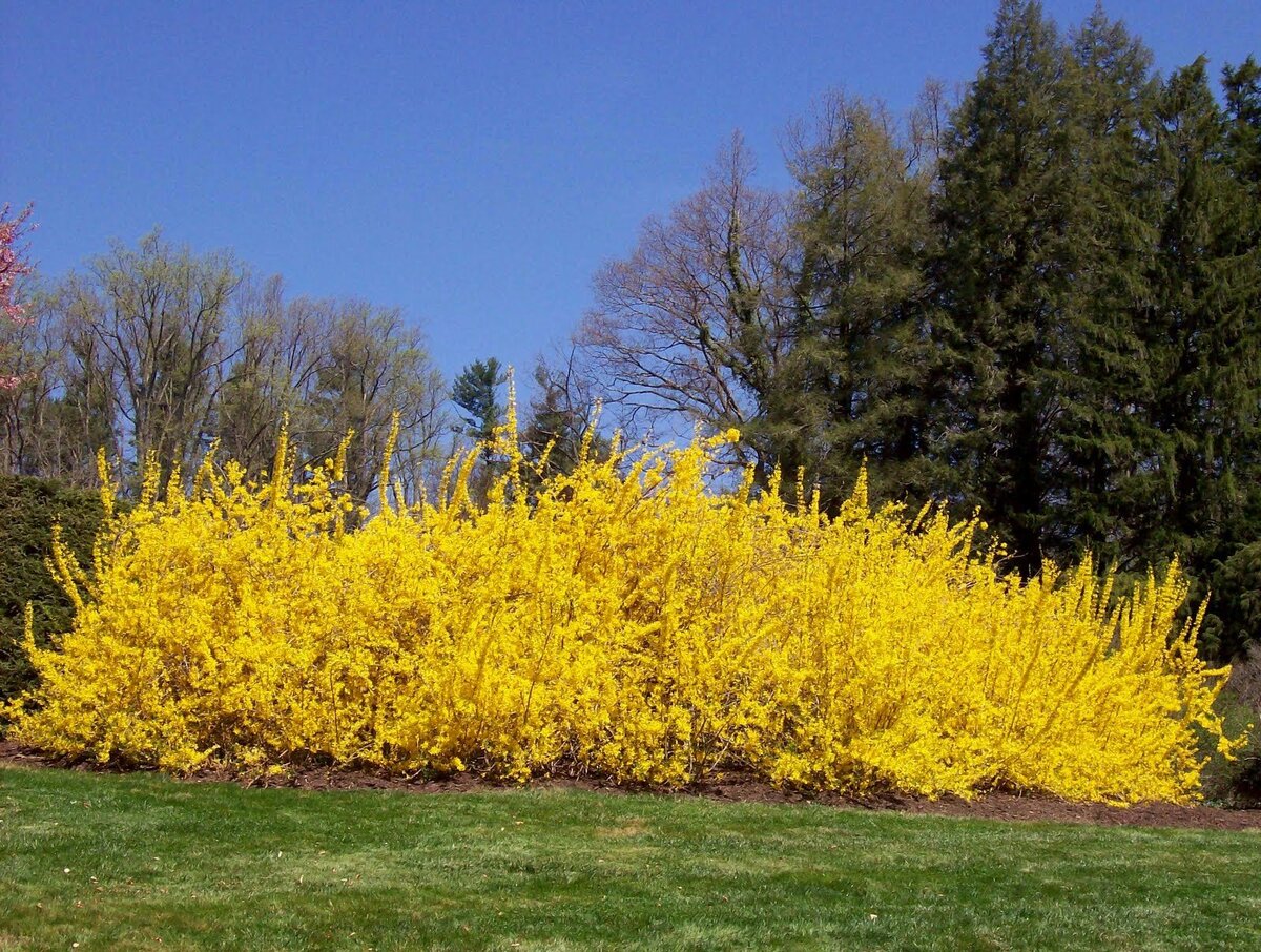 лиственные деревья названия. лиственные деревья для детей. разнообразие растений. хвойные и лиственные деревья задания. деревья и кустарники для детей.
