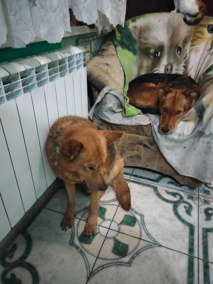 собака в кастрюле. питание собак. кормежка собак. кормление собак. можно ли собаке вареные головы.