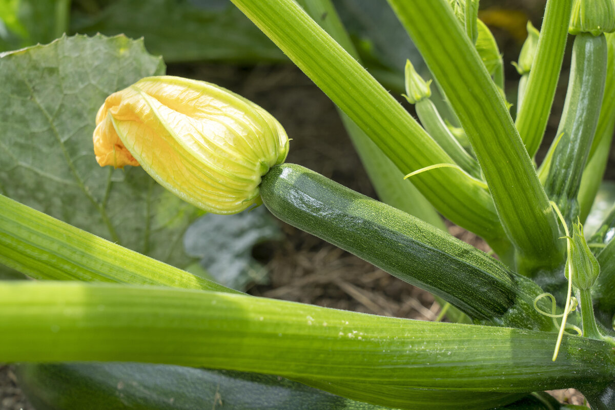    Кабачки любят плодородную почвуLegion-Media