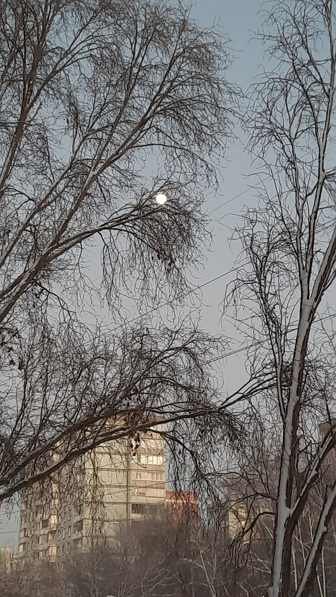Луна так красиво смотрится сквозь ветви деревьев