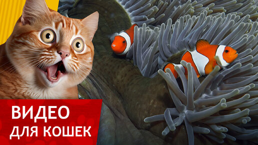 Видео для кошек - Игривые Рыбки (Супер видео для кошек!)