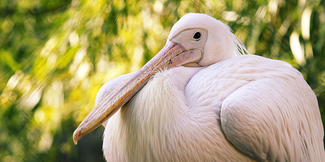 Покупая продукцию «Икорный», вы помогаете заботиться о дикой природе