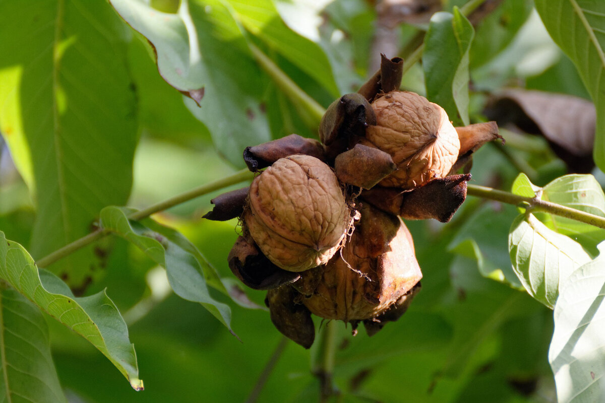 Дерево дающее орехи. Орех грецкий (Juglans Regia). Орешник грецкий дерево. Грецкий орех в субтропиках. Орешник дерево грецкий орех.