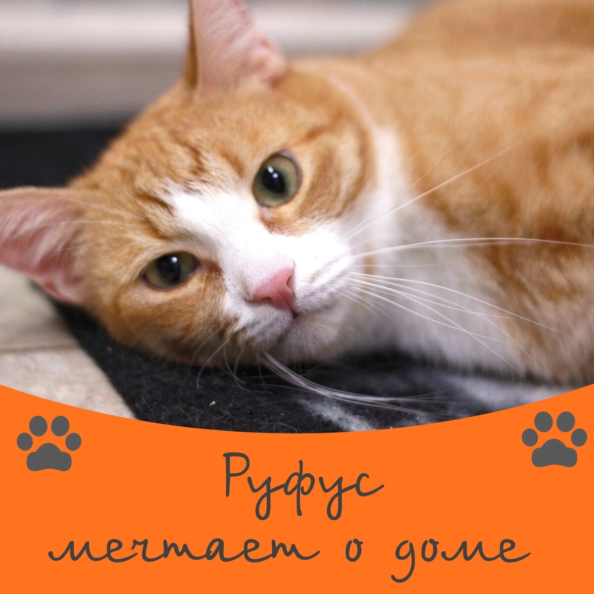 Кот Руфус ищет дом 🐈🏠 | Приют 