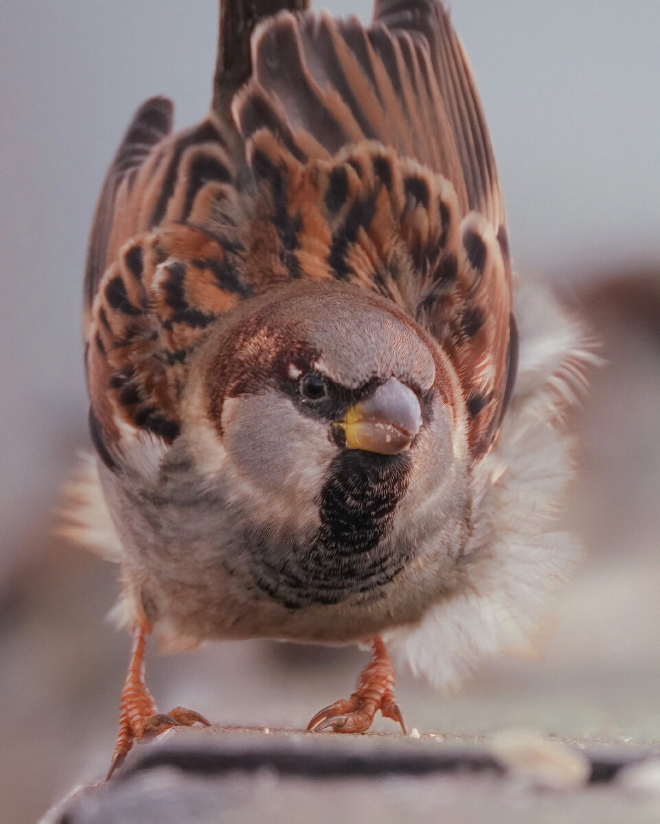 Воробей домовый