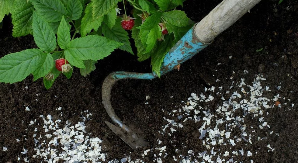 Внесение удобрений в почву. Карбамид удобрение. Мочевина для деревьев. Удобрять растения. Что можно поливать мочевиной на огороде.