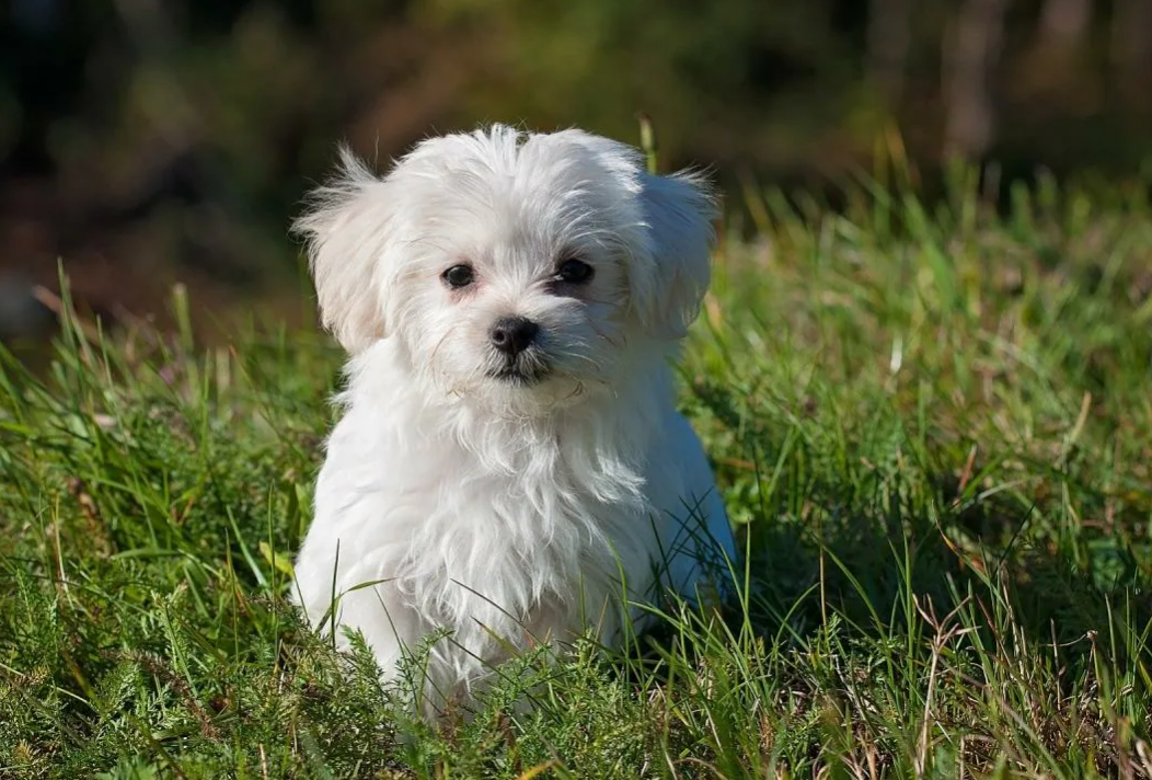 Не стал прикреплять немного неприятные фотографии, поэтому держите этого милого песика. Фото Яндекс. Картинки