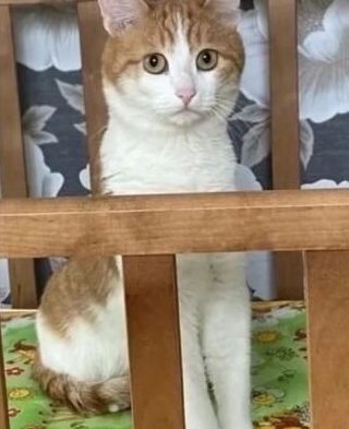 Твикс