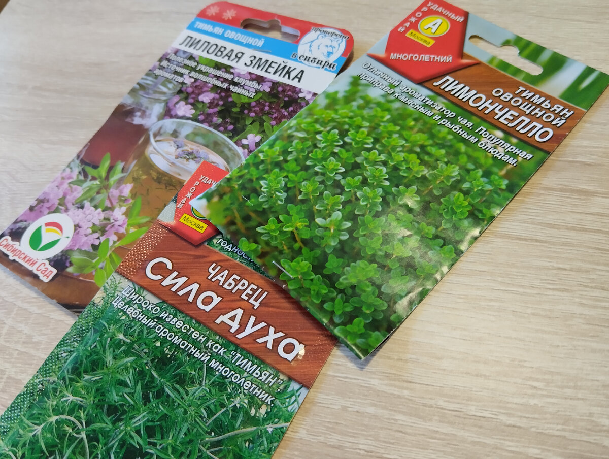 "Овощные" сорта тимьяна обыкновенного и тимьяна ползучего, которые я уже вырастила в прошлом году