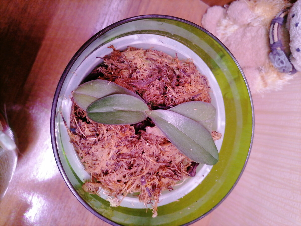 Одна из бедолаг-орхидей  - совсем крошка