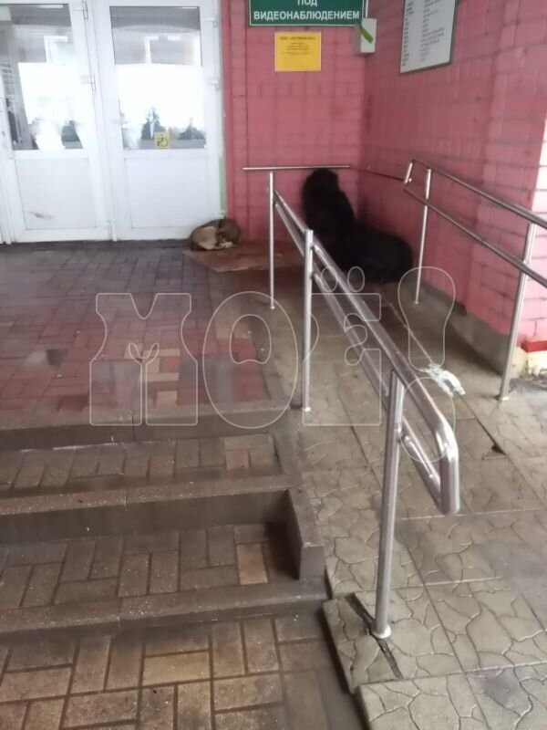 Автобус лиски 2 пятилетка. Автобусы лиски 2я пятилетка. Икарус 280 волгоградская область. Автобус лиски 2 пятилетка. Лиаз 5256.