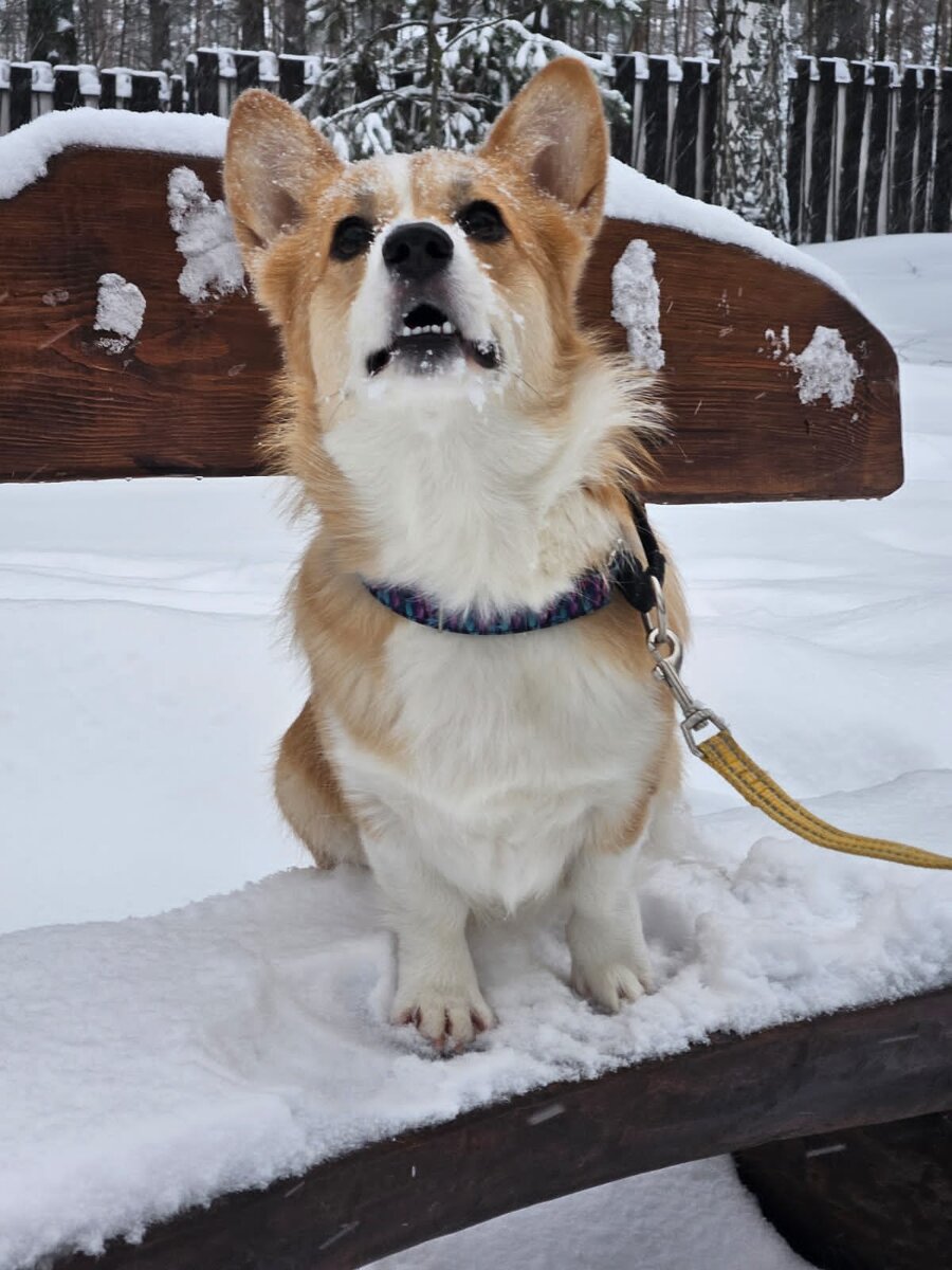 Сижу позирую