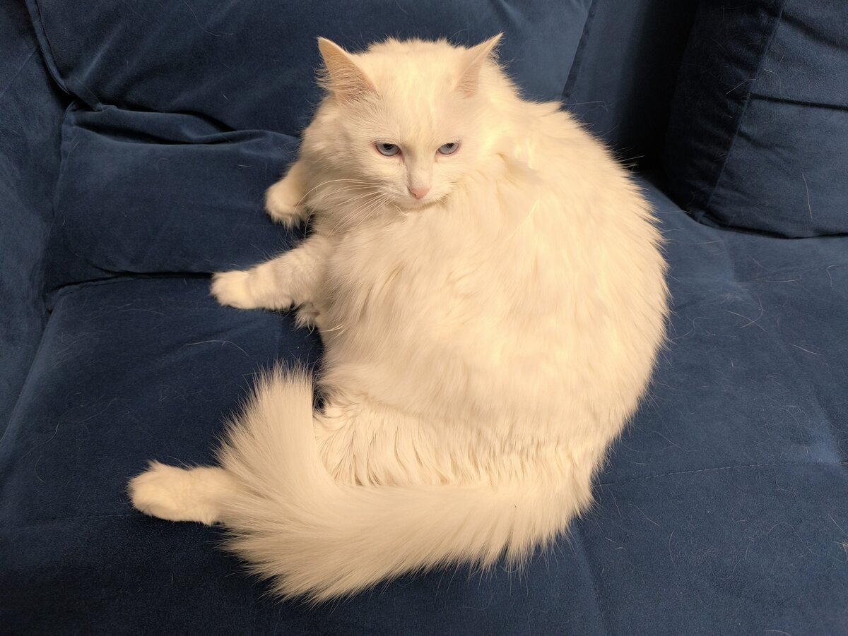 Honor p10 lite фронтальная камера. редми 12 фронтальная камера. редми 12 фронтальная камера. Xiaomi mi 11 pro камера. Xiaomi 12 lite.