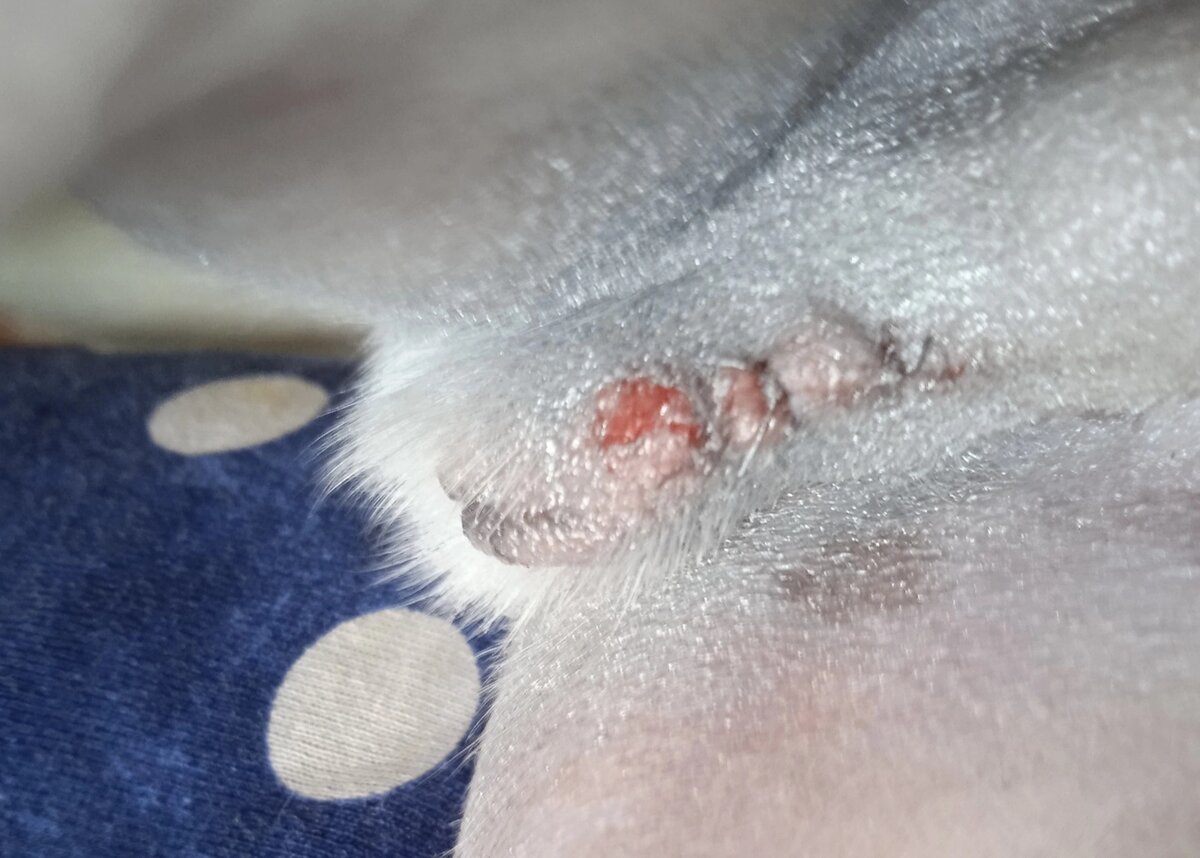 Пах кобеля в первые сутки после кастрации