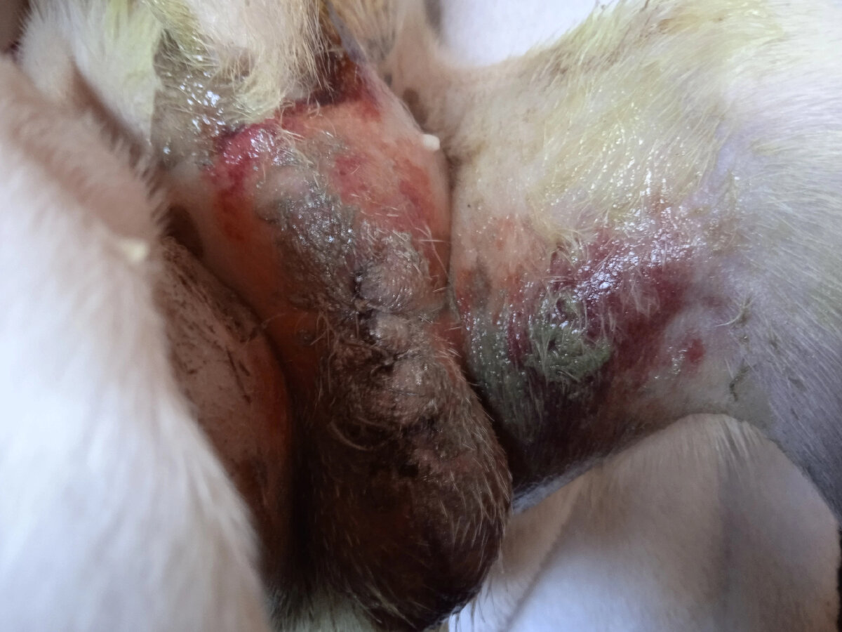 Пах кобеля на второй день после кастрации