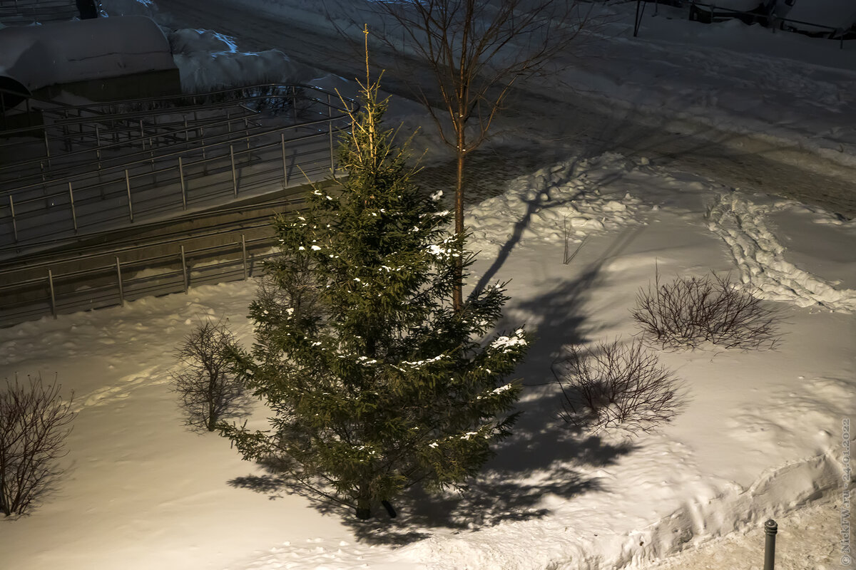 Ёлочка и снег... © NickFW.ru — 24.01.2022г.