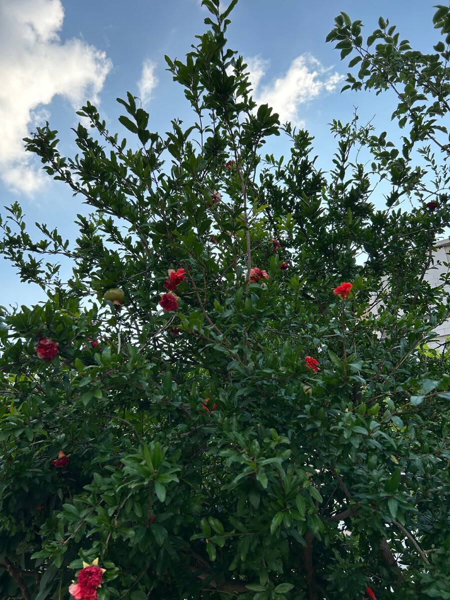 Цветущий гранат