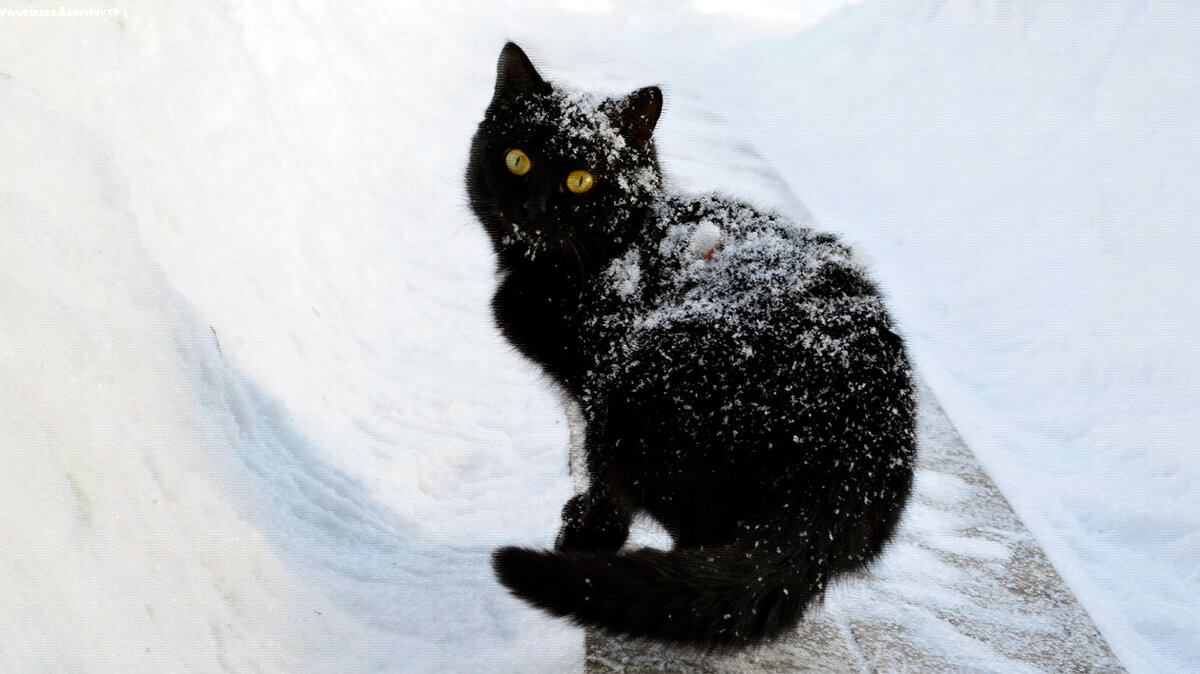 Кот, который гуляет сам по себе | Animals | Дзен