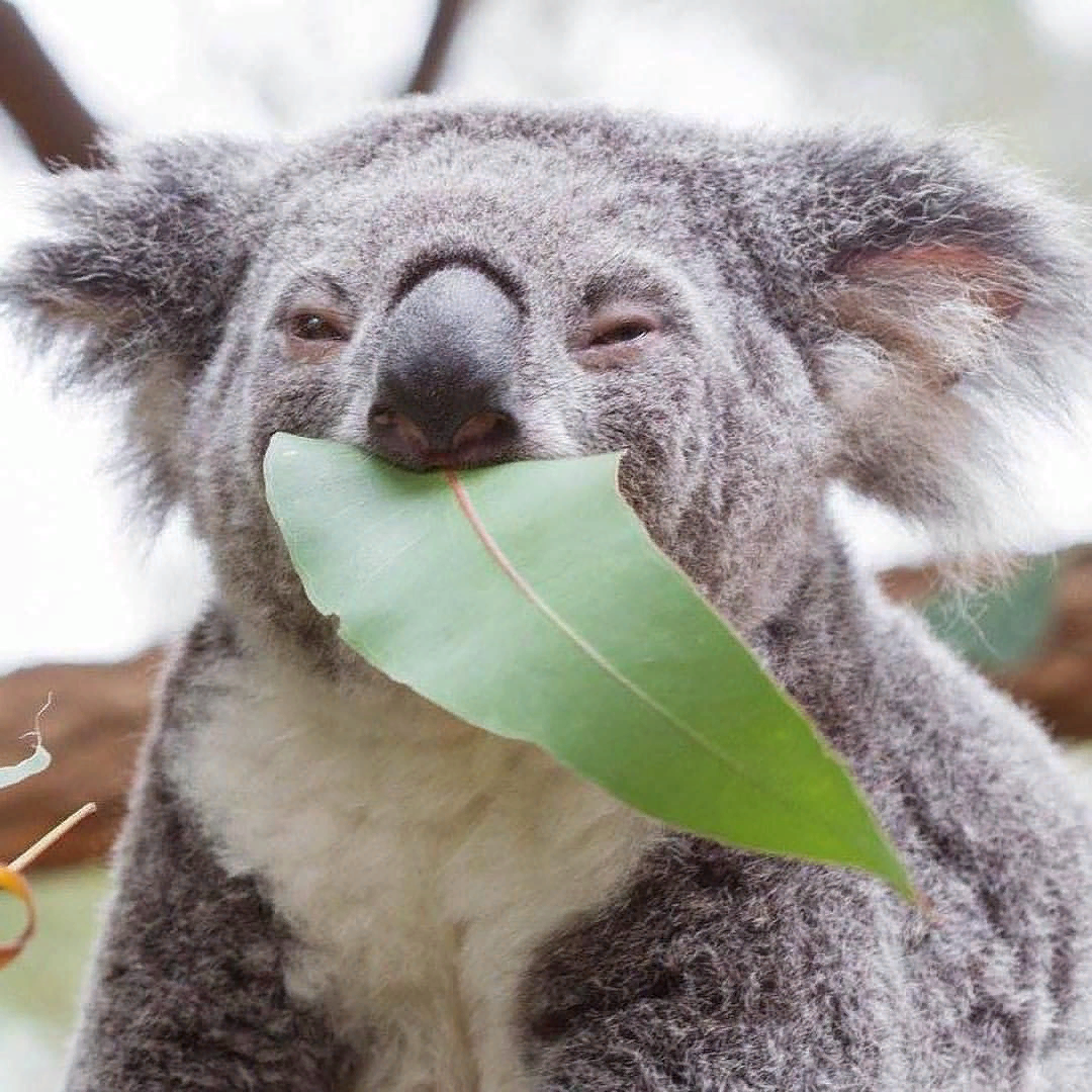 Эвкалиптовая коала. Коала на эвкалипте. Коала эвкалиптовый мишка. Коала листья эвкалипта. Коала на бамбуке.