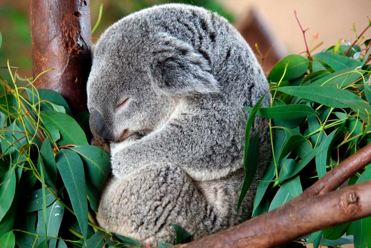 Сколько спят коалы. Коала. Австралия Куала. Коала Эстетика. Мишка коала.