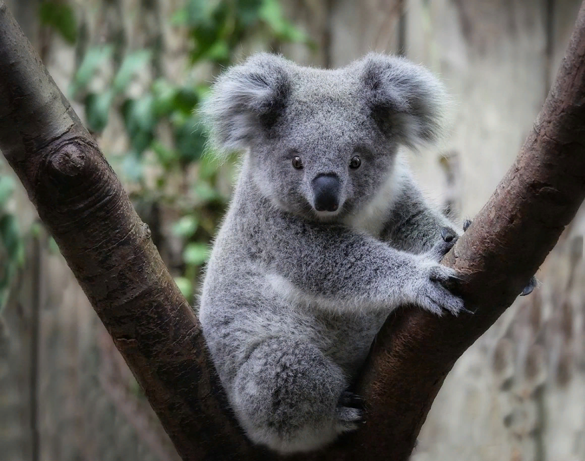 Коала природе. Коала сумчатое. Мишка коала. Австралия Куала. Панда и коала.