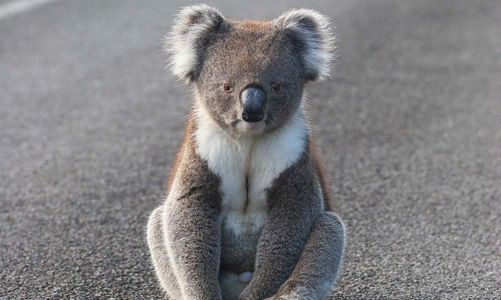 Коала. Грустная коала. Коала сидит. Обиженная коала.