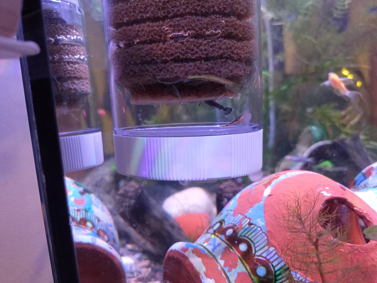 Мальки наслаждаются слизью в фильтре.