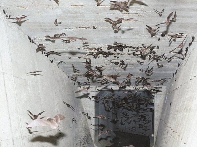 Мэн бэт dc. Зверики игра. Кирк лэнгстром. Доктор летучая мышь. Мэн бэт dc.