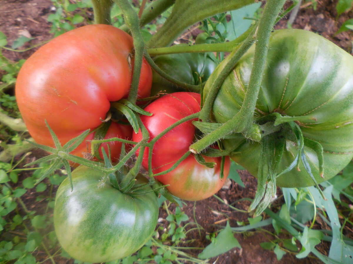 Гномы томатные, коротко... (продолжение) | Земля у дома | Дзен